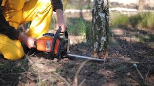 Leaf Removal in Cologne, MN